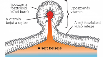 liposzoma_beepulese_vitamin_bejutas_sejtekbe